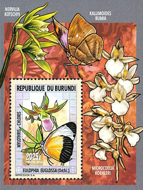 Fauna & Flora : Orchids and Butterflies