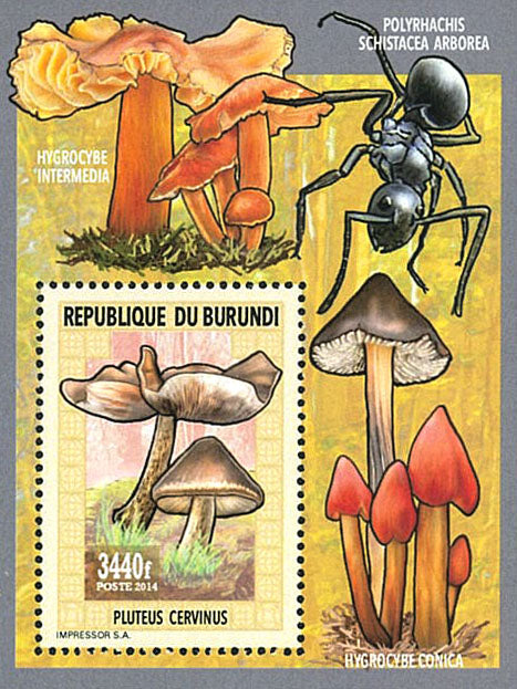 Fauna & Flora : Mushrooms ans Insects 1