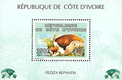 Mushrooms  2005