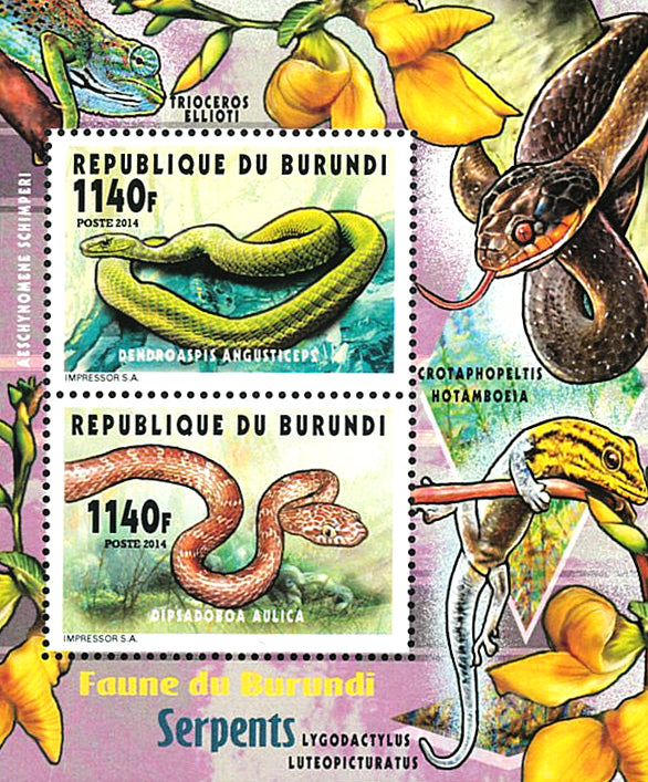 Fauna & Flora : Snakes
