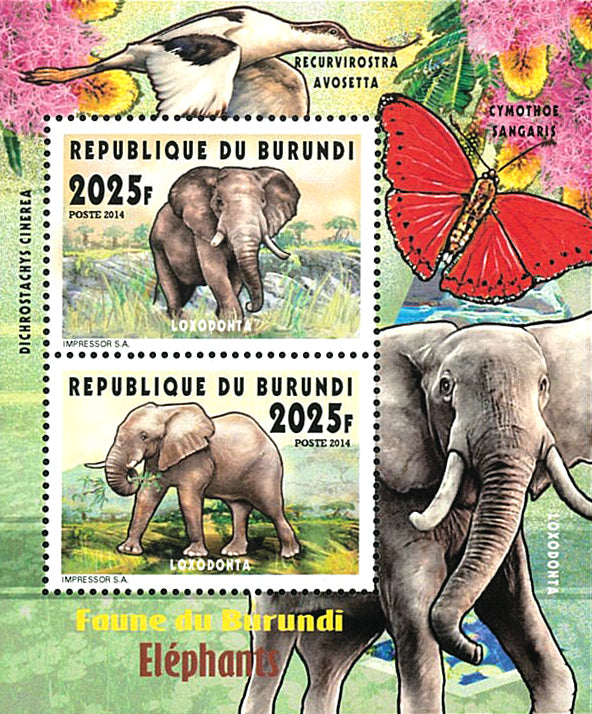 Fauna & Flora : Elephants