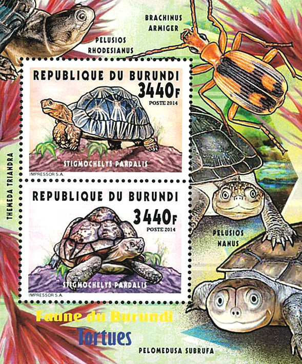 Fauna & Flora : Turtles