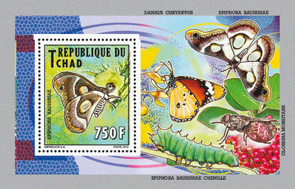 Native Mammals 2012 / Butterflies (2)