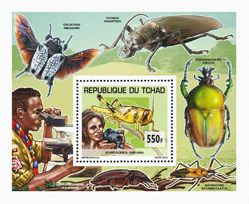 Scouting & Insects-Butterflies