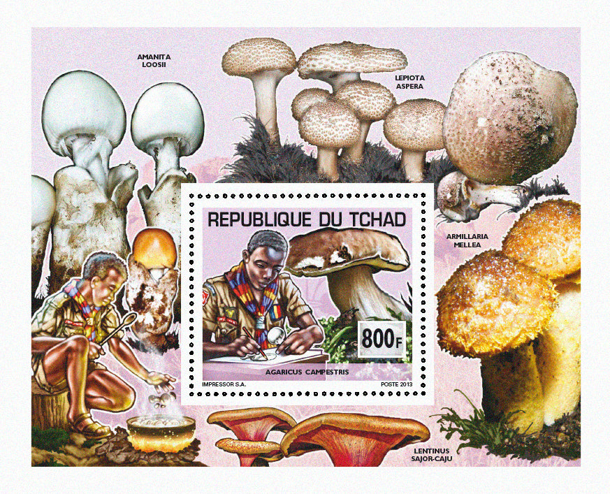 Scouting & Birds-Mushrooms