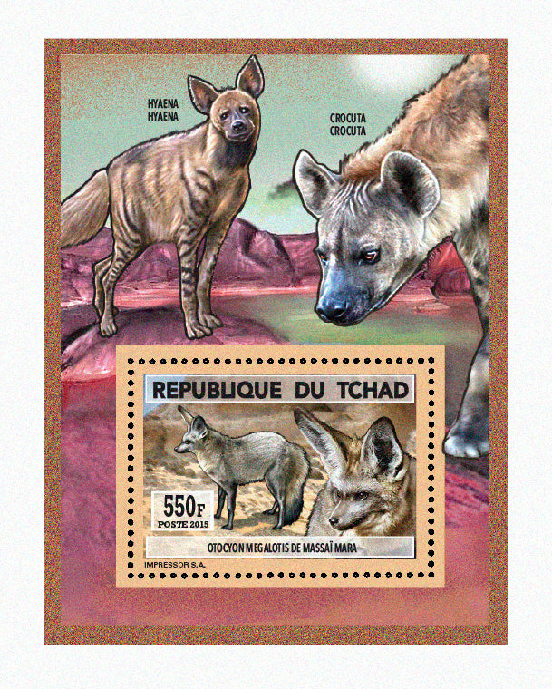 Natural History / Wild Dogs