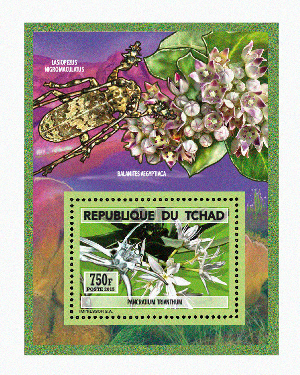 Natural History / Wild Flowers