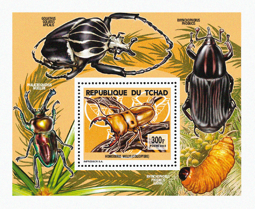 Insects and Birds / Coleoptera