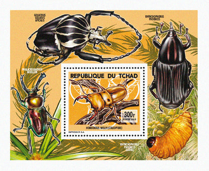 Insects and Birds / Coleoptera