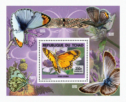 Insects and Birds  / Butterflies