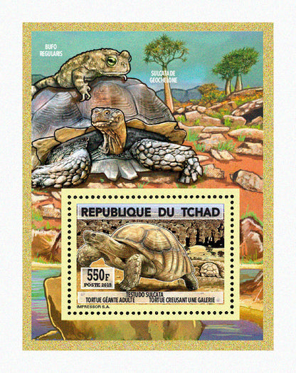 Natural History / Turtles