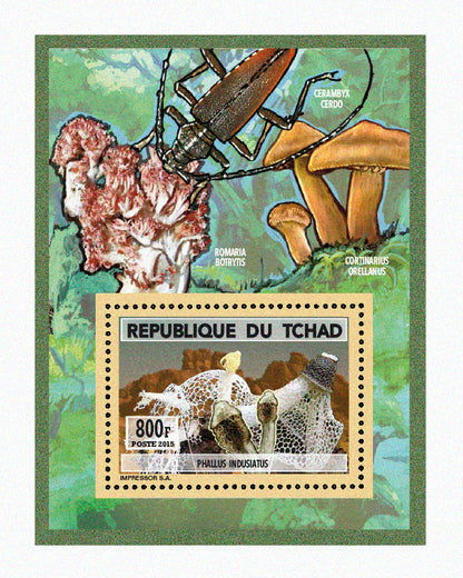 Natural History / Mushrooms