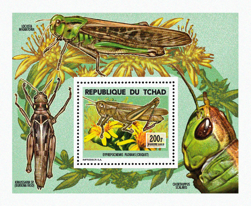 Insects and Birds  / Locusts