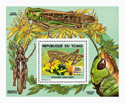 Insects and Birds  / Locusts