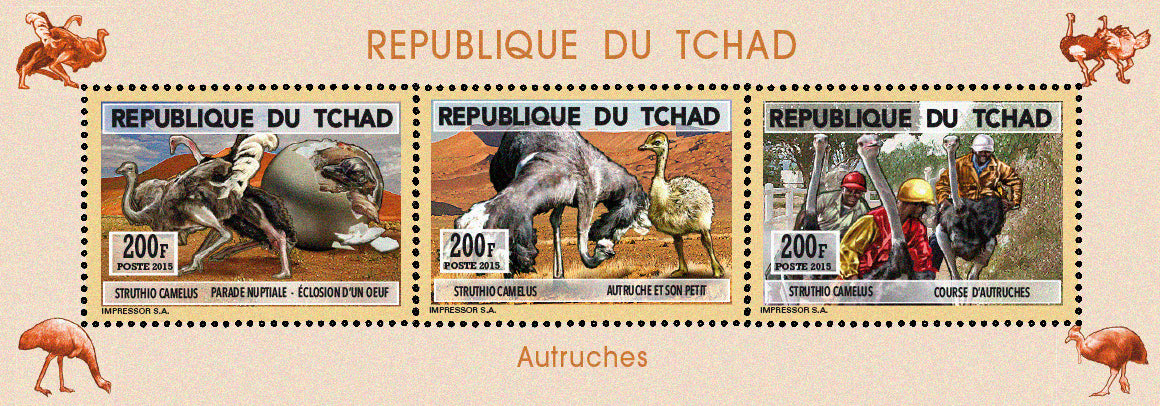 Natural History / Ostriches