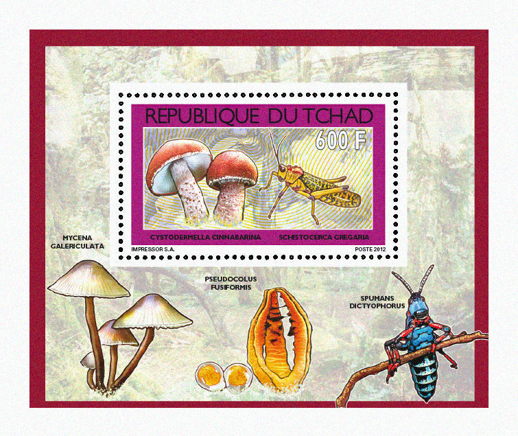 Mushrooms & Insects (2)