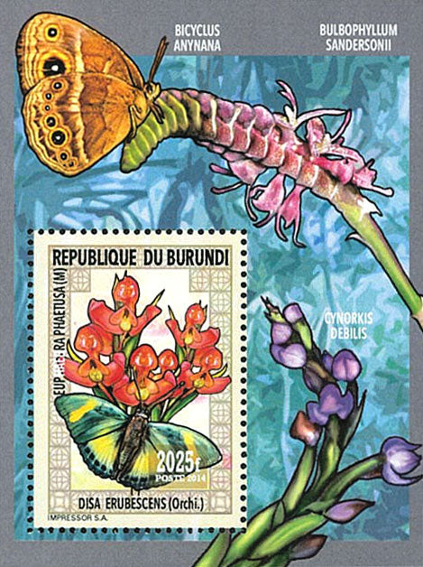 Fauna & Flora : Orchids and Butterflies
