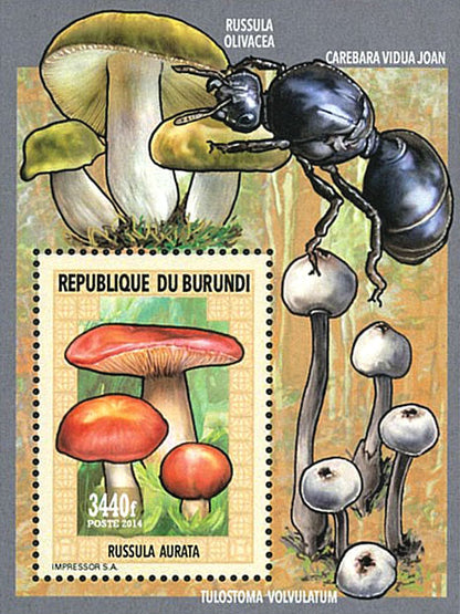 Fauna & Flora : Mushrooms ans Insects 1