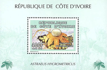 Mushrooms  2005