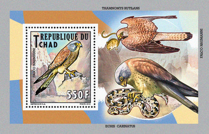 Native Mammals 2012 / Falcons & Eagles