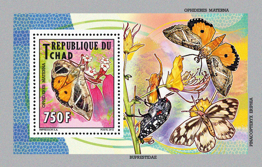 Native Mammals 2012 / Butterflies (2)