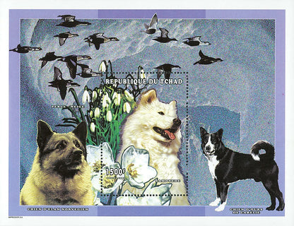 Polar Dogs