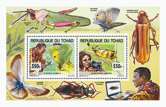 Scouting & Insects-Butterflies