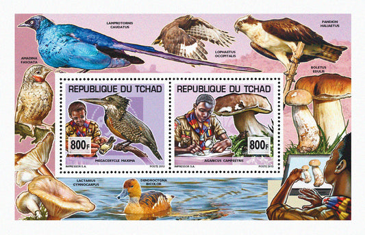 Scouting & Birds-Mushrooms