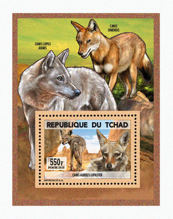 Natural History / Wild Dogs