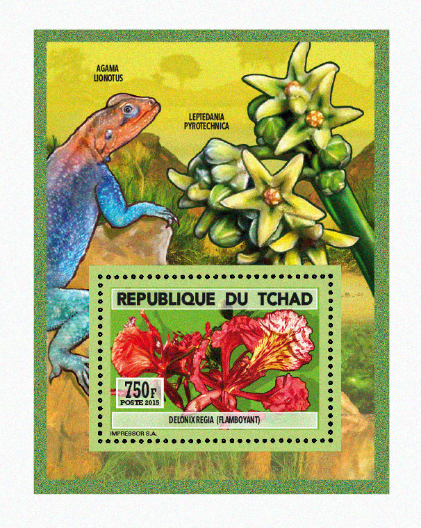Natural History / Wild Flowers