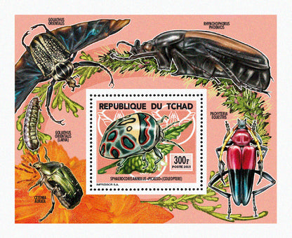 Insects and Birds / Coleoptera