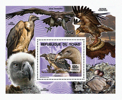Insects and Birds  / Raptors 600f