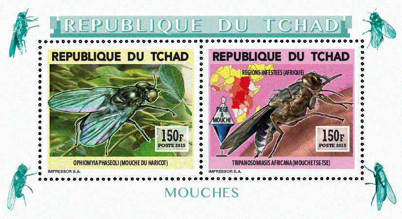 Insects and Birds / Flies