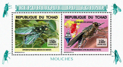 Insects and Birds / Flies