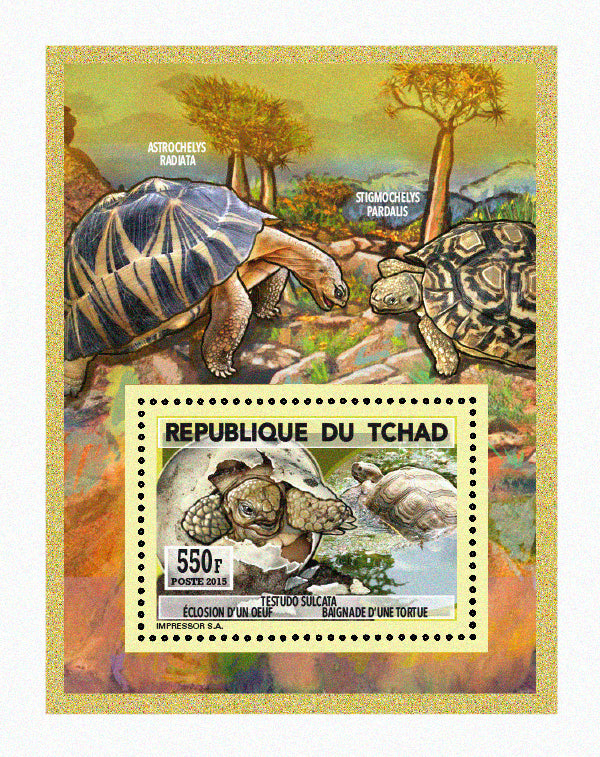 Natural History / Turtles