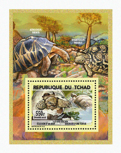 Natural History / Turtles