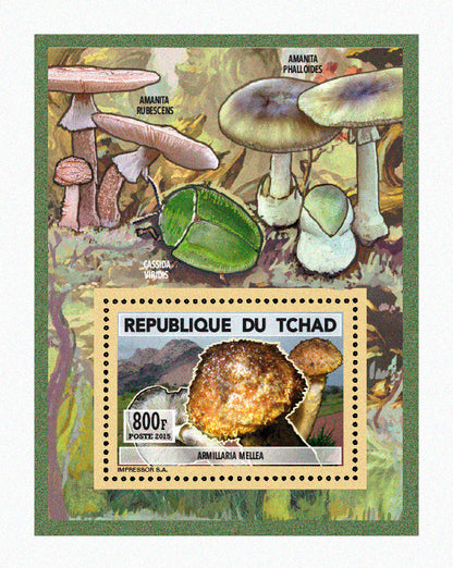 Natural History / Mushrooms
