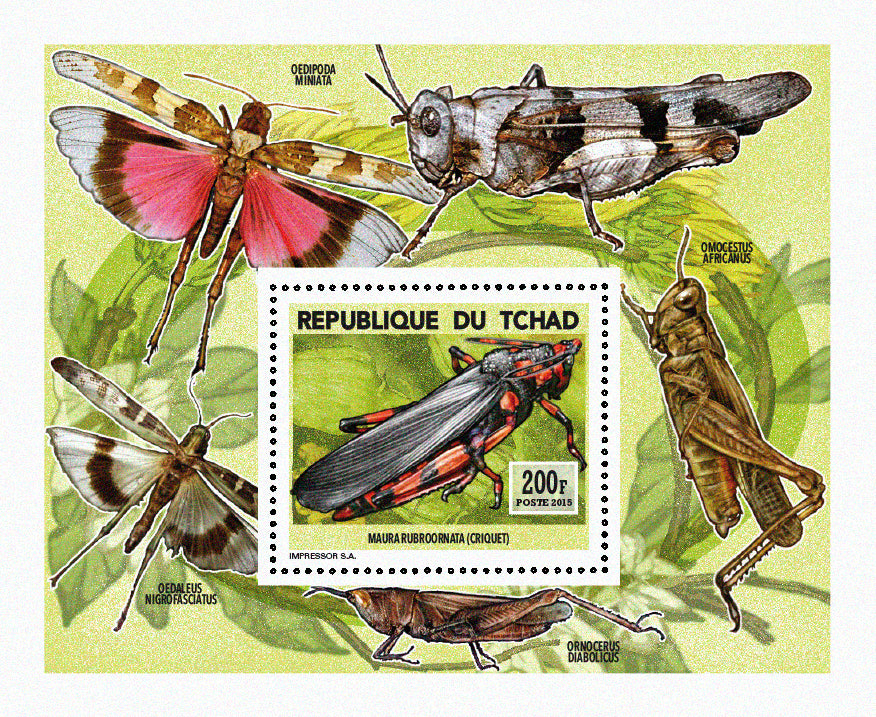 Insects and Birds  / Locusts