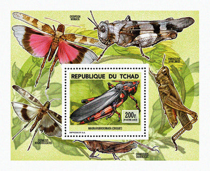 Insects and Birds  / Locusts