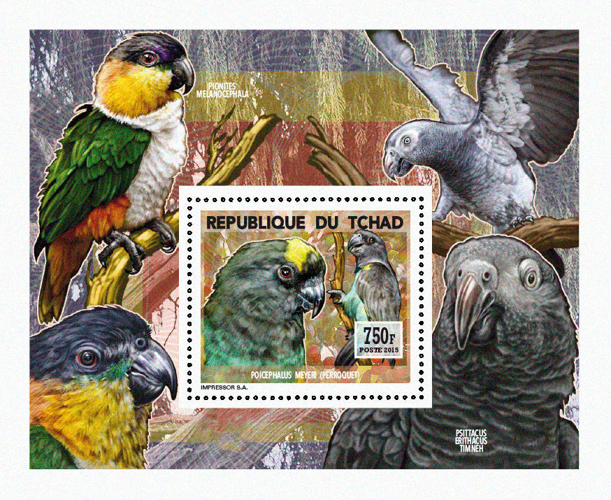 Insects and Birds / Parrots and Parakeets