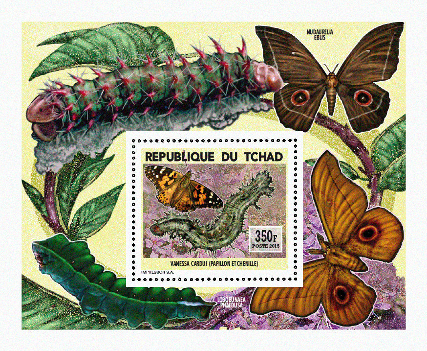 Insects and Birds / Butterflies and Caterpillars