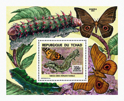 Insects and Birds / Butterflies and Caterpillars