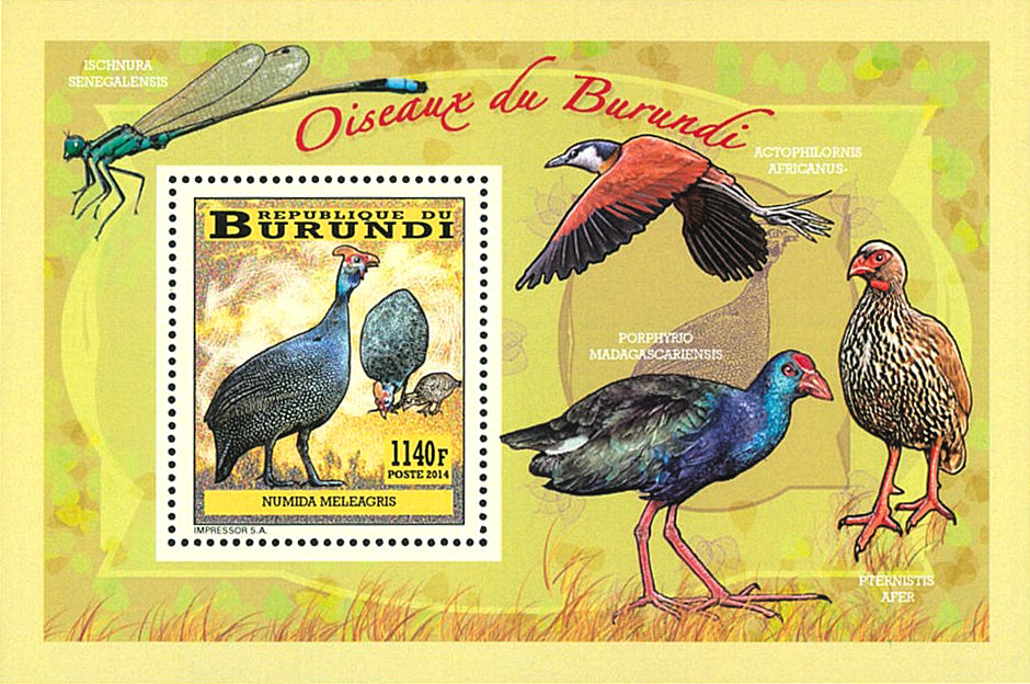 Fauna & Flora : Birds
