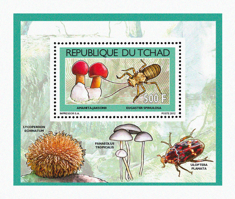 Mushrooms & Beetles (1)