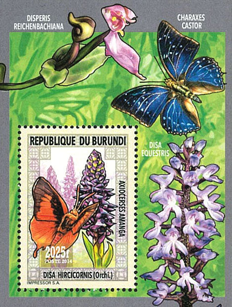 Fauna & Flora : Orchids and Butterflies