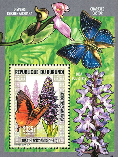 Fauna & Flora : Orchids and Butterflies