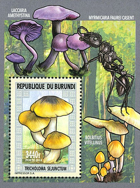 Fauna & Flora : Mushrooms ans Insects 1