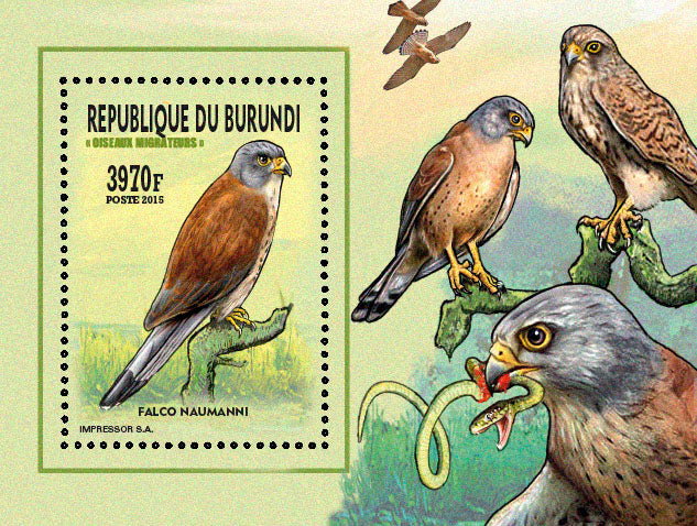 Fauna & Flora : Birds 2015 (VIII) Les Rapaces