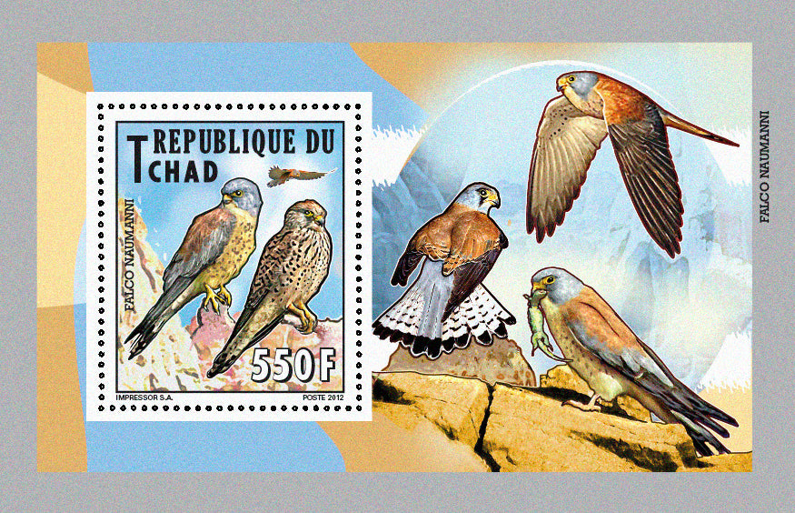 Native Mammals 2012 / Falcons & Eagles