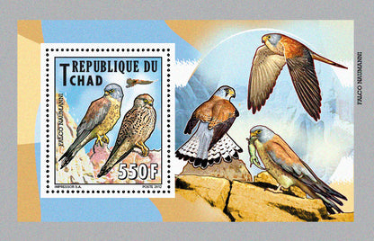 Native Mammals 2012 / Falcons & Eagles